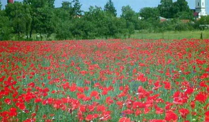 Zobraziť fotografiu